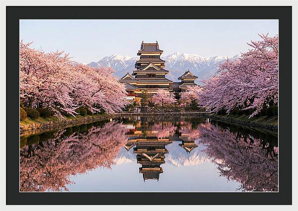 Matsumoto Castle Under Cherry Blossoms