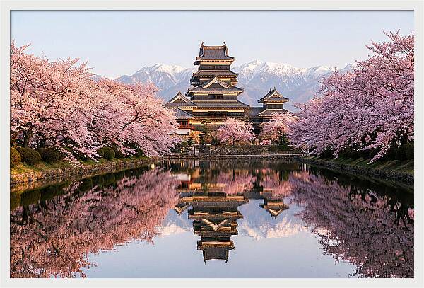Matsumoto Castle Under Cherry Blossoms