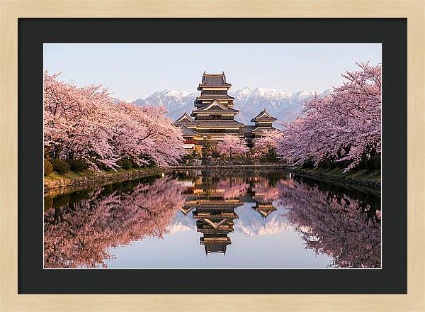 Matsumoto Castle Under Cherry Blossoms