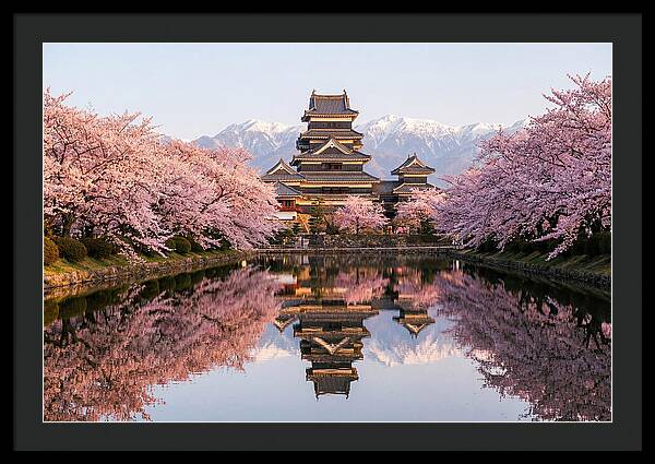 Matsumoto Castle Under Cherry Blossoms