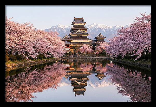 Matsumoto Castle Under Cherry Blossoms