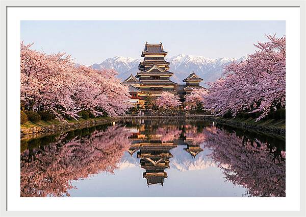 Matsumoto Castle Under Cherry Blossoms