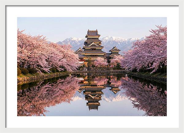 Matsumoto Castle Under Cherry Blossoms