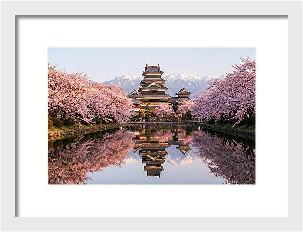 Matsumoto Castle Under Cherry Blossoms