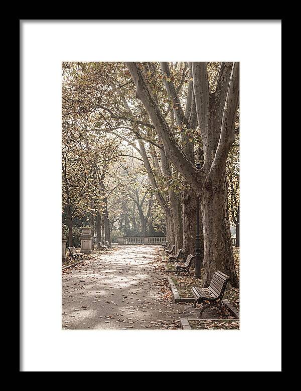 Mature Plane Trees In Autumn