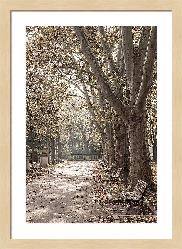 Mature Plane Trees In Autumn