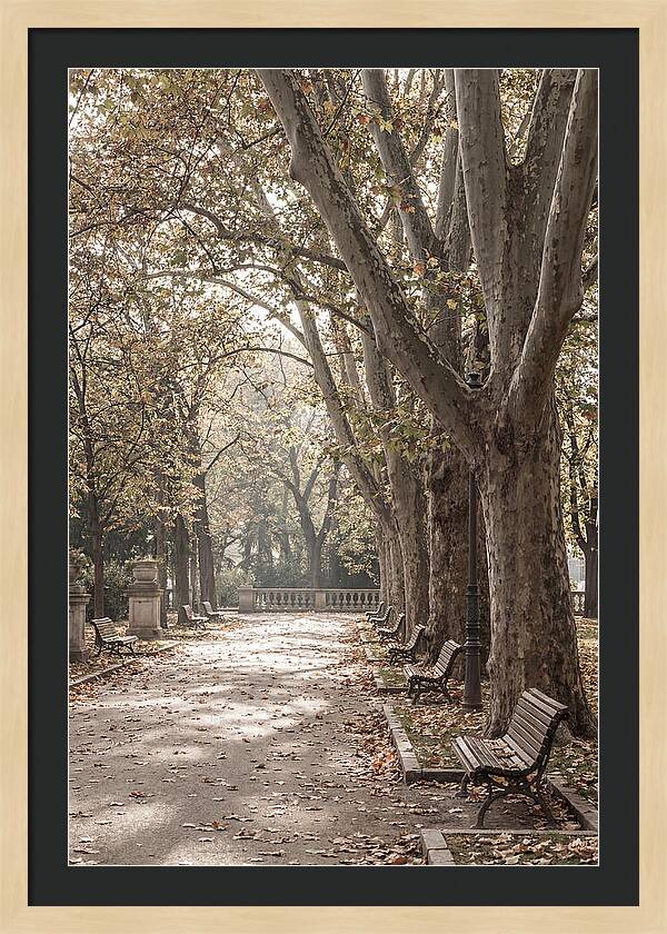 Mature Plane Trees In Autumn