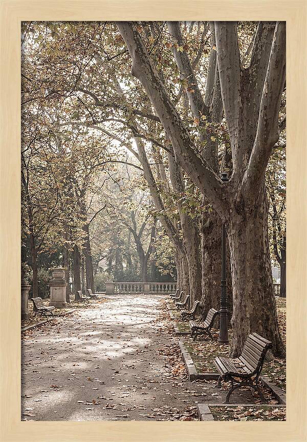 Mature Plane Trees In Autumn