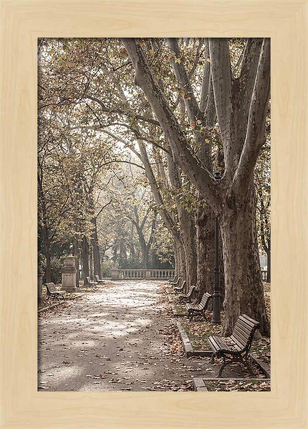 Mature Plane Trees In Autumn