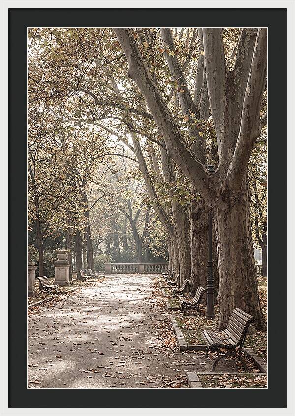 Mature Plane Trees In Autumn