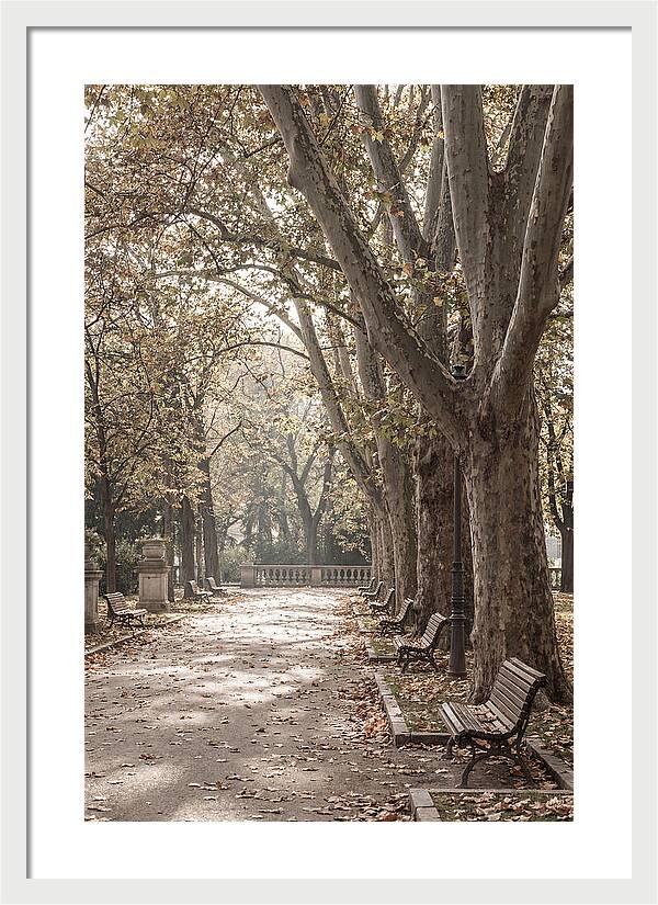 Mature Plane Trees In Autumn