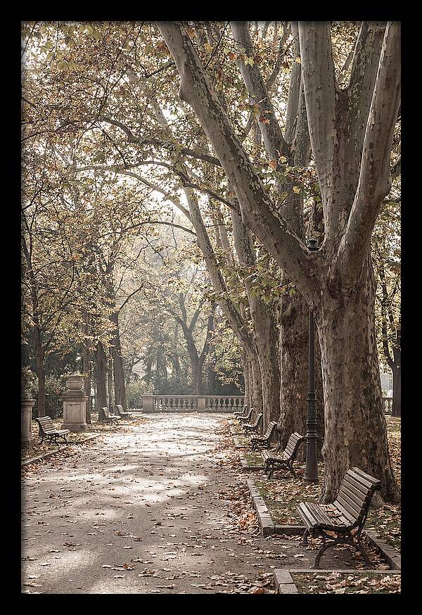 Mature Plane Trees In Autumn