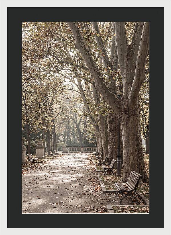 Mature Plane Trees In Autumn