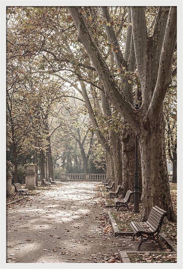 Mature Plane Trees In Autumn