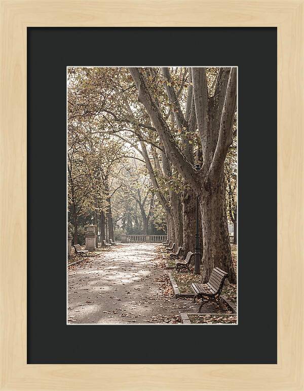 Mature Plane Trees In Autumn