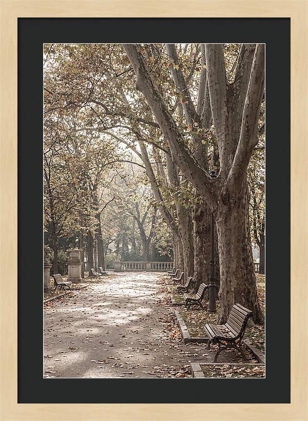 Mature Plane Trees In Autumn
