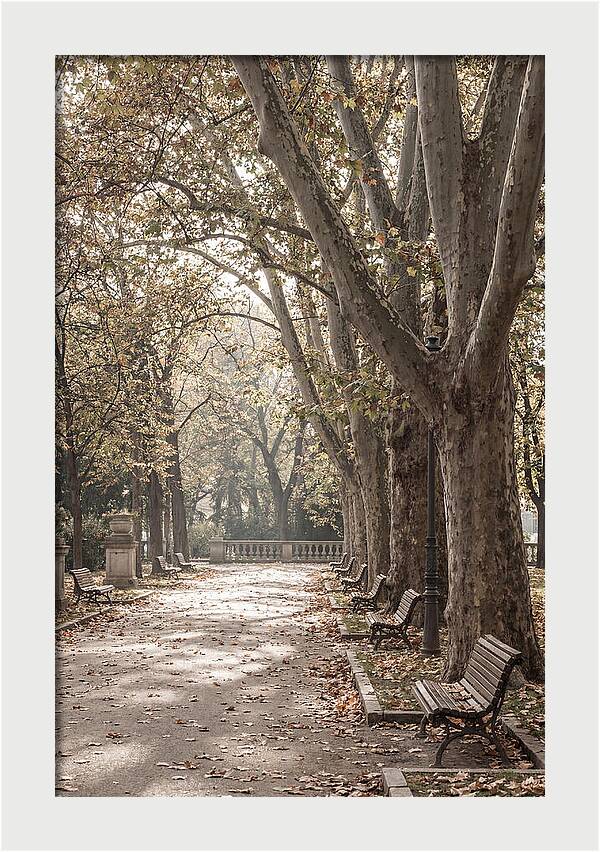 Mature Plane Trees In Autumn