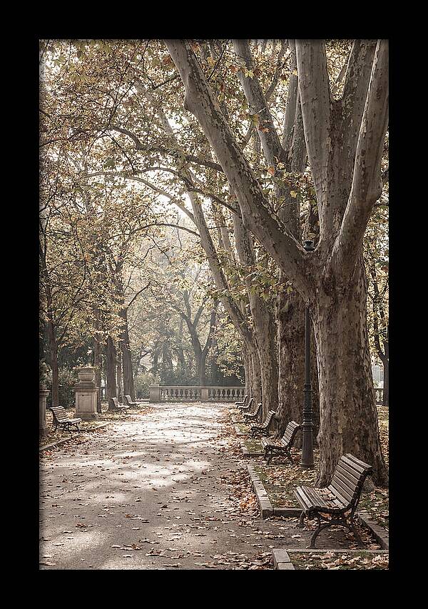 Mature Plane Trees In Autumn