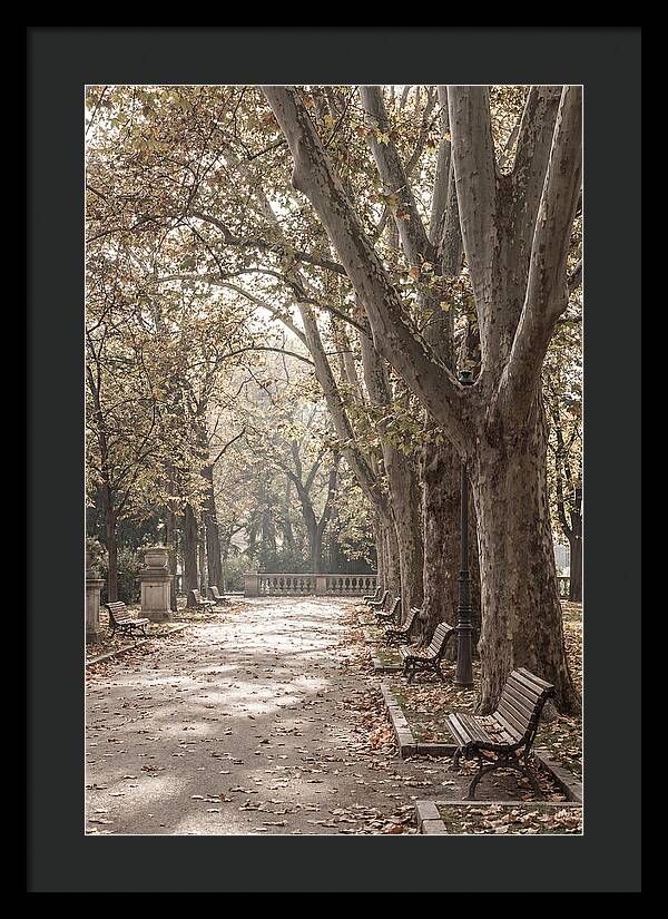 Mature Plane Trees In Autumn