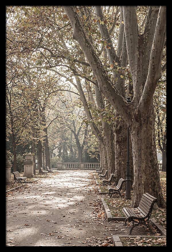 Mature Plane Trees In Autumn