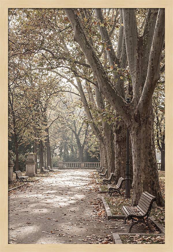 Mature Plane Trees In Autumn
