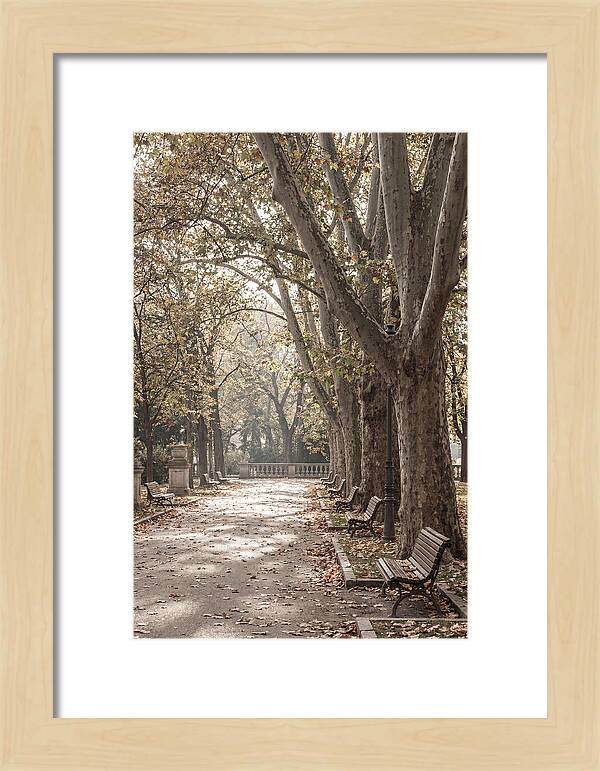 Mature Plane Trees In Autumn