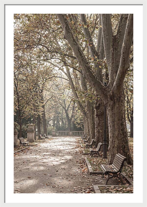 Mature Plane Trees In Autumn
