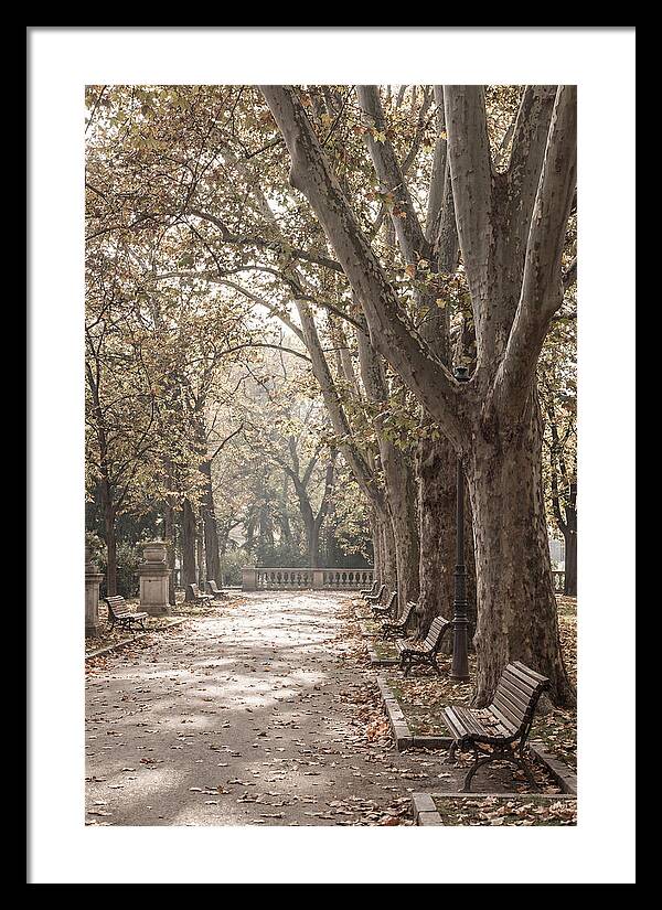 Mature Plane Trees In Autumn