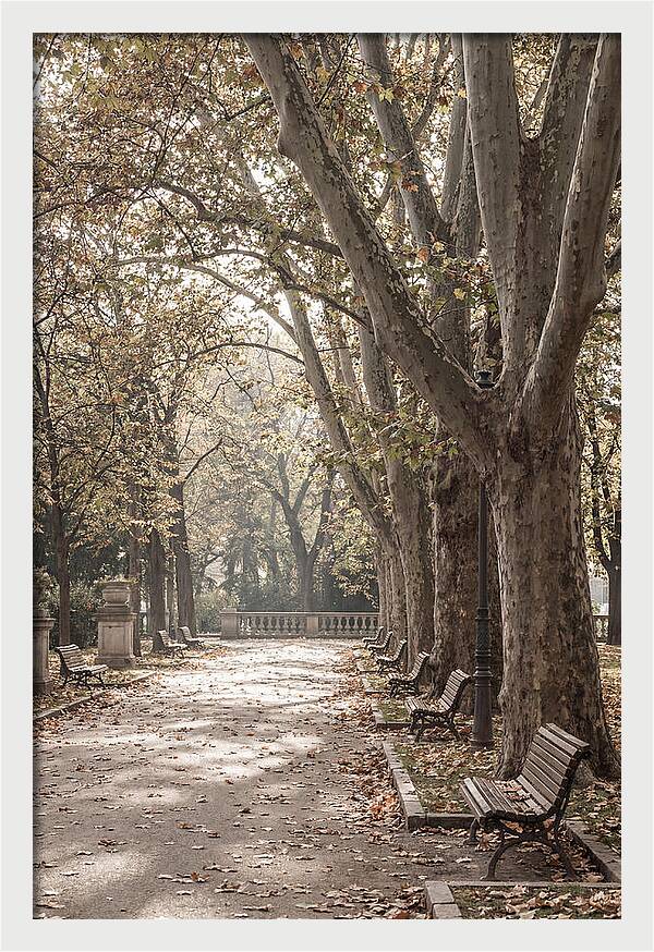 Mature Plane Trees In Autumn