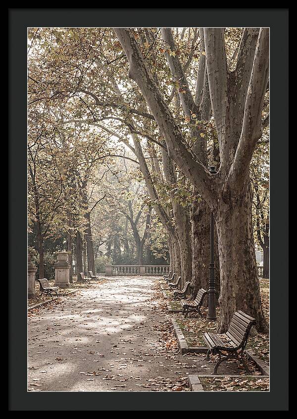 Mature Plane Trees In Autumn