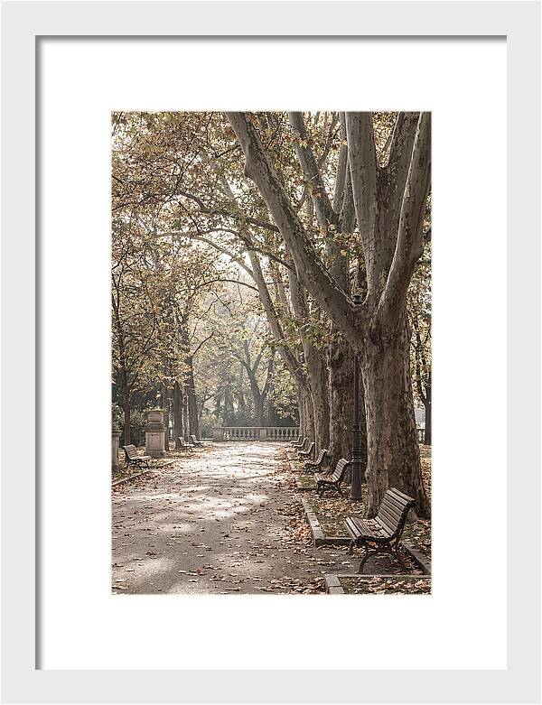 Mature Plane Trees In Autumn