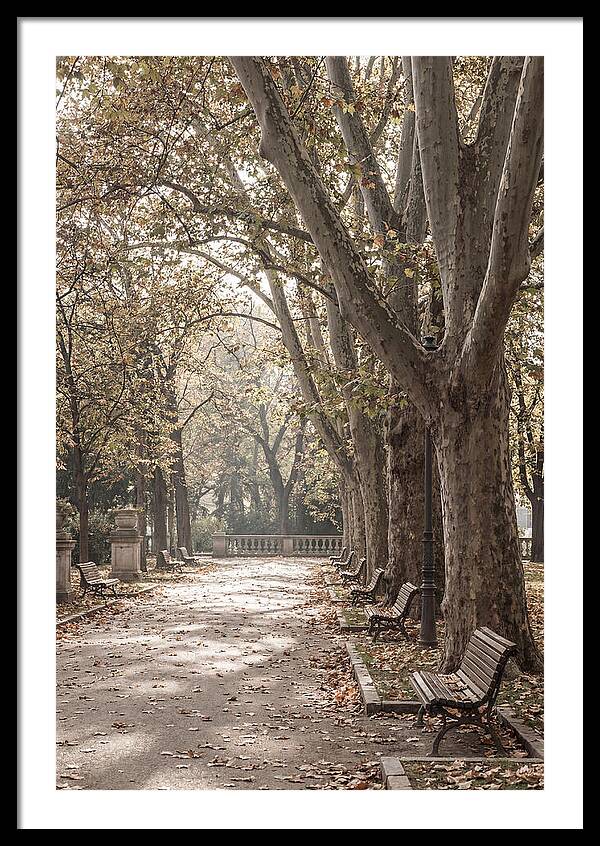 Mature Plane Trees In Autumn