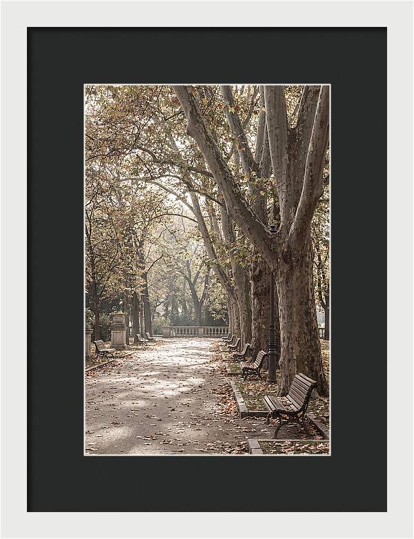 Mature Plane Trees In Autumn