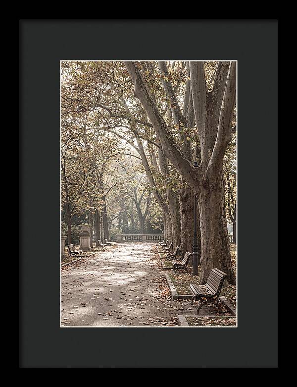 Mature Plane Trees In Autumn