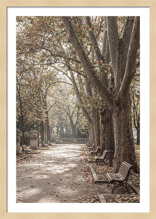 Mature Plane Trees In Autumn