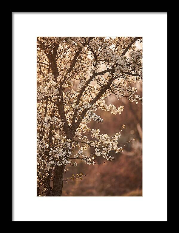 May Tree Covered In White Blossoms