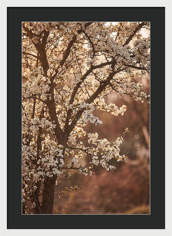 May Tree Covered In White Blossoms