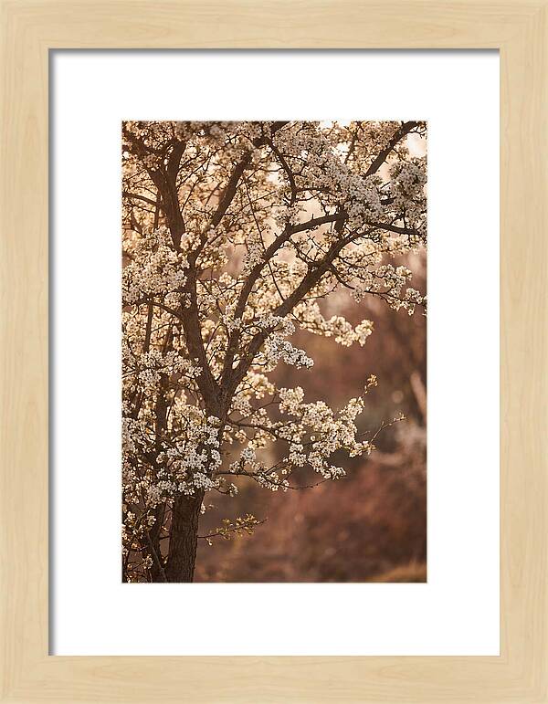 May Tree Covered In White Blossoms