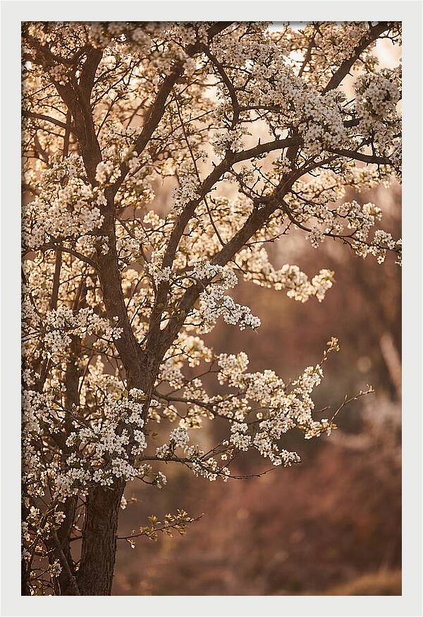 May Tree Covered In White Blossoms