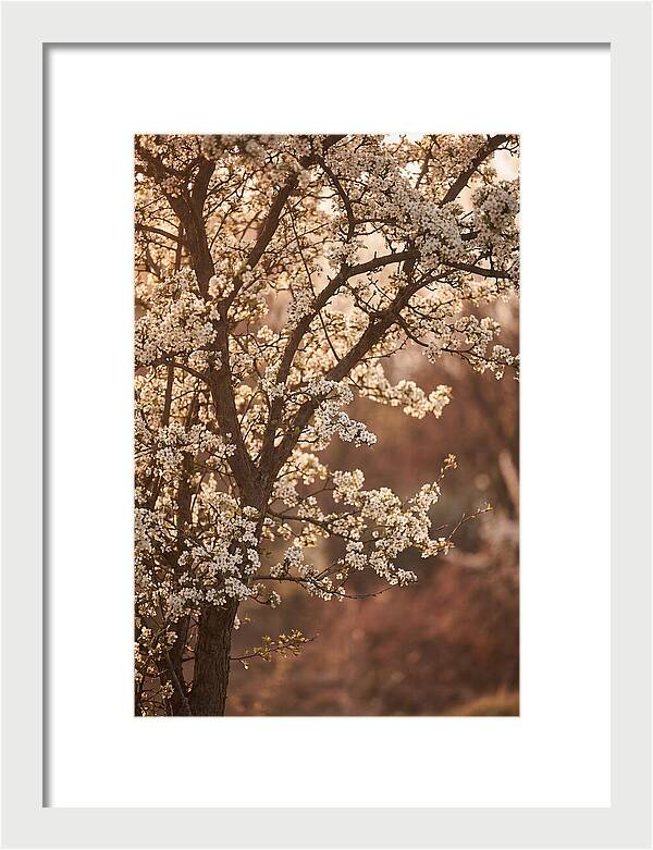 May Tree Covered In White Blossoms