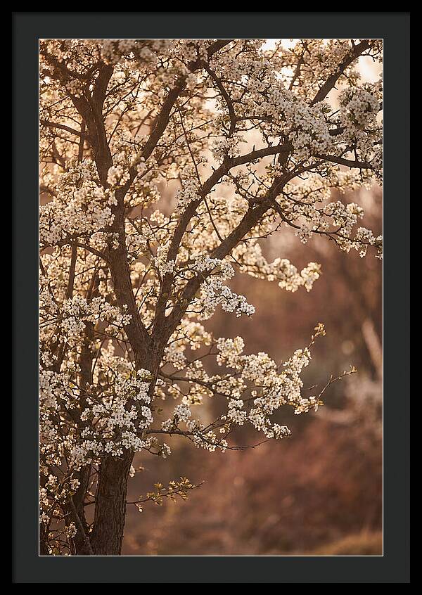 May Tree Covered In White Blossoms