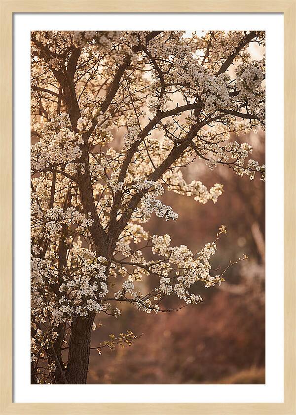 May Tree Covered In White Blossoms