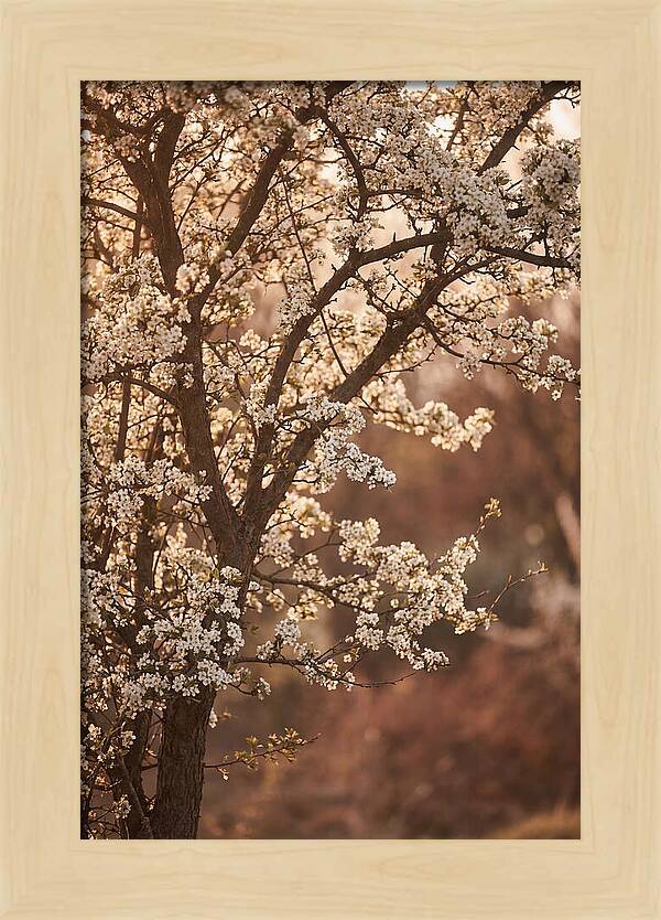 May Tree Covered In White Blossoms