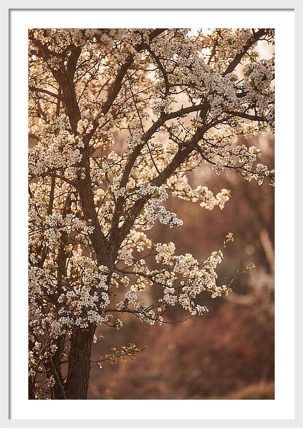 May Tree Covered In White Blossoms