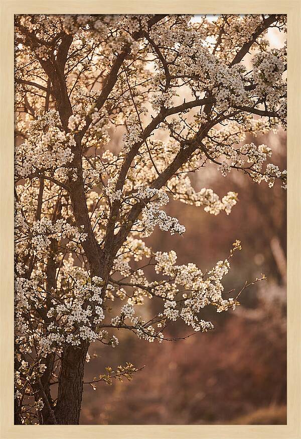 May Tree Covered In White Blossoms