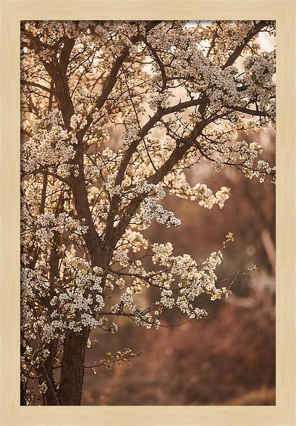 May Tree Covered In White Blossoms
