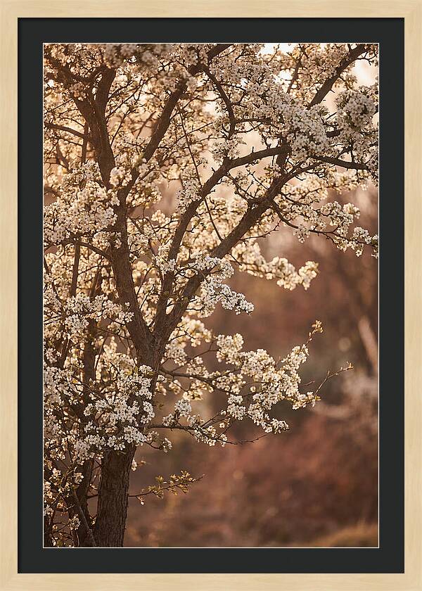 May Tree Covered In White Blossoms