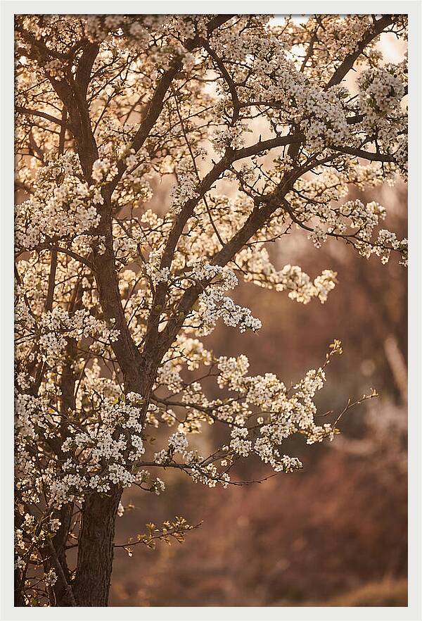 May Tree Covered In White Blossoms