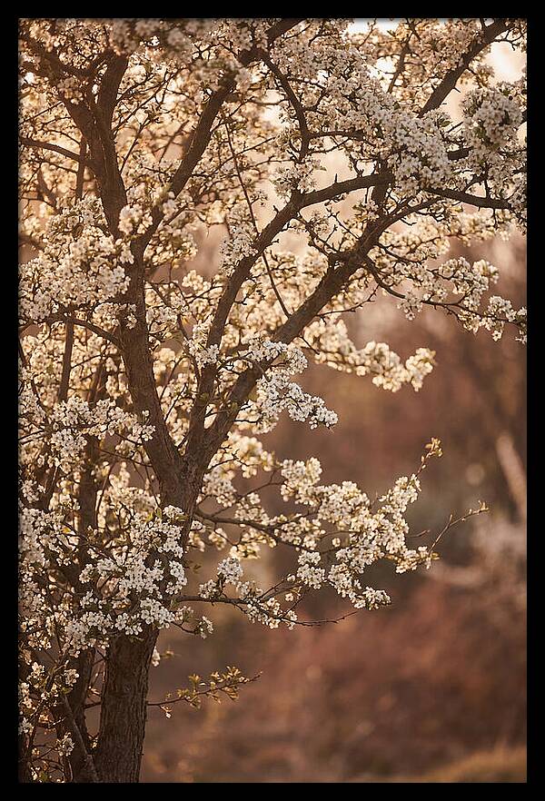 May Tree Covered In White Blossoms