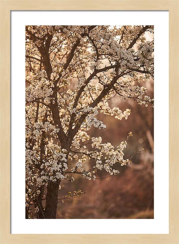 May Tree Covered In White Blossoms